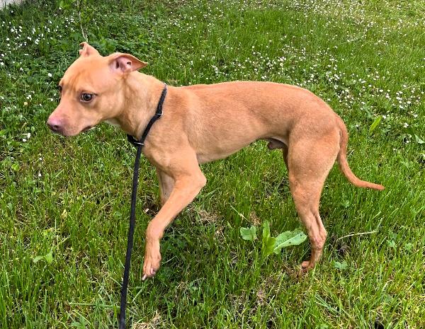 CARLETTO CERCA CASA Foto 6